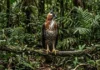 Os reis do dossel e do sub-bosque: como o gavião-de-penacho e o gavião-real dividem a soberania aérea da Amazônia
