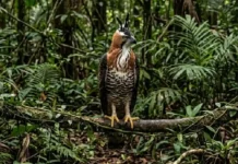 Os reis do dossel e do sub-bosque: como o gavião-de-penacho e o gavião-real dividem a soberania aérea da Amazônia
