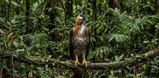 Os reis do dossel e do sub-bosque: como o gavião-de-penacho e o gavião-real dividem a soberania aérea da Amazônia Os reis do dossel e do sub-bosque: como o gavião-de-penacho e o gavião-real dividem a soberania aérea da Amazônia