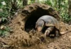Engenheiros da terra e como o tatu-canastra cava supertocas que moldam a biodiversidade na floresta