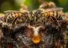 A farmácia das colmeias e como a ciência mapeia as propriedades antibacterianas do mel de abelhas sem ferrão da Amazônia