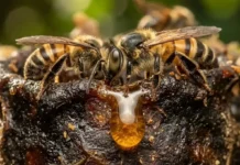 A farmácia das colmeias e como a ciência mapeia as propriedades antibacterianas do mel de abelhas sem ferrão da Amazônia