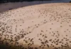 A bússola das águas e como a tartaruga-da-amazônia navega centenas de quilômetros para retornar à praia natal