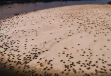 A bússola das águas e como a tartaruga-da-amazônia navega centenas de quilômetros para retornar à praia natal