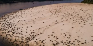 A bússola das águas e como a tartaruga-da-amazônia navega centenas de quilômetros para retornar à praia natal A bússola das águas e como a tartaruga-da-amazônia navega centenas de quilômetros para retornar à praia natal