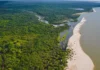 As sentinelas da sumaúma e como as trilhas de base comunitária da Floresta Nacional do Tapajós revelam o gavião-real a um passo de Santarém