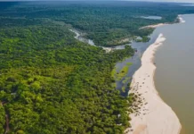 As sentinelas da sumaúma e como as trilhas de base comunitária da Floresta Nacional do Tapajós revelam o gavião-real a um passo de Santarém