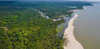 As sentinelas da sumaúma e como as trilhas de base comunitária da Floresta Nacional do Tapajós revelam o gavião-real a um passo de Santarém As sentinelas da sumaúma e como as trilhas de base comunitária da Floresta Nacional do Tapajós revelam o gavião-real a um passo de Santarém
