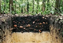 O ouro negro da floresta como a Terra Preta de Índio mantém sua fertilidade milenar graças ao biocarvão e fragmentos de cerâmica