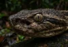 Como a temida surucucu-pico-de-jaca utiliza sensores de calor biológicos para dominar a escuridão profunda da floresta Amazônica