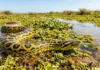 Como a diferença de tamanho entre a sucuri-amarela e a sucuri-verde determina seus habitats exclusivos nos ecossistemas do Brasil