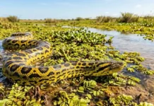 Como a diferença de tamanho entre a sucuri-amarela e a sucuri-verde determina seus habitats exclusivos nos ecossistemas do Brasil
