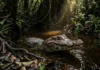 Como o pequeno jacaré-anão utiliza seu tamanho reduzido e carapaça blindada para dominar os igarapés estreitos e densos da Amazônia
