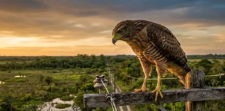 Como o versátil gavião-carijó conquistou as cidades e fazendas para se tornar a ave de rapina mais comum do Brasil Como o versátil gavião-carijó conquistou as cidades e fazendas para se tornar a ave de rapina mais comum do Brasil