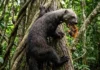 Como a destemida irara invade colmeias de abelhas africanizadas e resiste a ferroadas para obter mel na floresta Amazônica