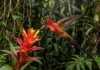 Como o ágil beija-flor-brilho-de-fogo visita duas mil flores por dia para sustentar um metabolismo que o mataria em poucas horas