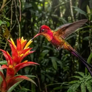 Como o ágil beija-flor-brilho-de-fogo visita duas mil flores por dia para sustentar um metabolismo que o mataria em poucas horas Como o ágil beija-flor-brilho-de-fogo visita duas mil flores por dia para sustentar um metabolismo que o mataria em poucas horas