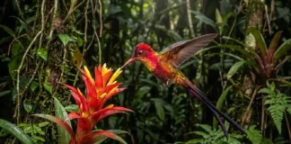 Como o ágil beija-flor-brilho-de-fogo visita duas mil flores por dia para sustentar um metabolismo que o mataria em poucas horas Como o ágil beija-flor-brilho-de-fogo visita duas mil flores por dia para sustentar um metabolismo que o mataria em poucas horas