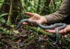 Minhocas gigantes de até dois metros habitam solo amazônico e processam toneladas de matéria orgânica por hectare