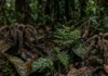 Como a fascinante aranha caranguejeira equilibra a biodiversidade e surpreende a ciência com uma seda incrivelmente resistente