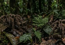 Como a fascinante aranha caranguejeira equilibra a biodiversidade e surpreende a ciência com uma seda incrivelmente resistente