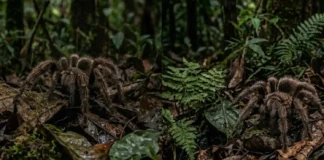 Como a fascinante aranha caranguejeira equilibra a biodiversidade e surpreende a ciência com uma seda incrivelmente resistente