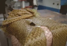 Como a resistente pele do pirarucu revoluciona a sustentabilidade na alta costura e inspira a moderna indústria global de biomateriais