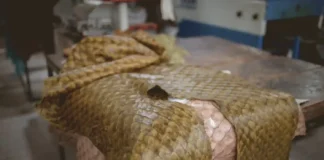 Como a resistente pele do pirarucu revoluciona a sustentabilidade na alta costura e inspira a moderna indústria global de biomateriais
