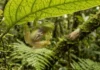 Como a fascinante rã de vidro amazônica oculta seus órgãos internos e inspira estudos sobre a biologia da transparência celular