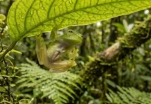 Como a fascinante rã de vidro amazônica oculta seus órgãos internos e inspira estudos sobre a biologia da transparência celular