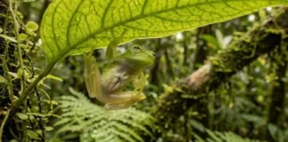 Como a fascinante rã de vidro amazônica oculta seus órgãos internos e inspira estudos sobre a biologia da transparência celular