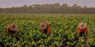 Como a expansão do óleo de palma sustentável e o Grupo Daabon redefinem a conservação na floresta amazônica do Pará Como a expansão do óleo de palma sustentável e o Grupo Daabon redefinem a conservação na floresta amazônica do Pará