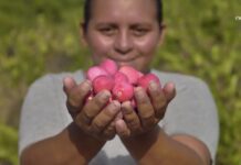 Fruto amazônico Ajuru vira bioativo da Natura e inspira desafio na floresta Mãos segurando frutos vermelhos de ajuru, da Amazônia