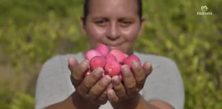 Fruto amazônico Ajuru vira bioativo da Natura e inspira desafio na floresta Mãos segurando frutos vermelhos de ajuru, da Amazônia