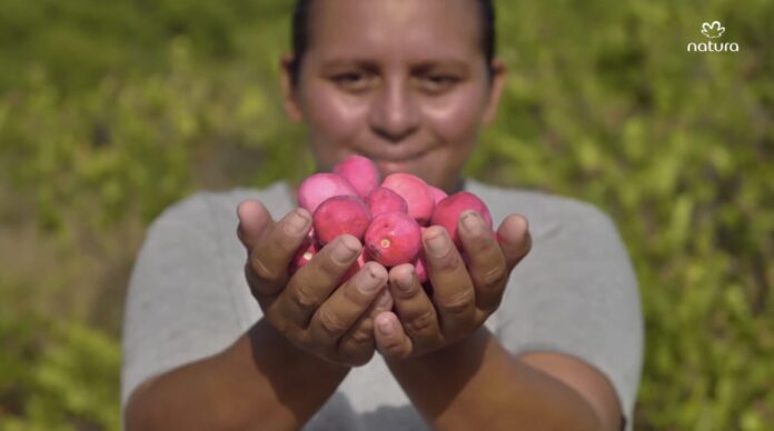 Ajuru, fruto amazônico usado como bioativo pela Natura Mãos segurando frutos vermelhos de ajuru, da Amazônia