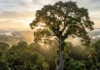 O segredo biológico da árvore que vale uma fortuna e o alerta sobre o mito que envolve sua proibição definitiva Esta fotografia aérea de estilo documental captura a imponência da Swietenia macrophylla (mogno-brasileiro) como uma árvore emergente que domina o dossel da floresta amazônica. A composição cinematográfica utiliza uma iluminação de fundo (backlight) proveniente do sol nascente, que atravessa a névoa matinal e cria uma atmosfera etérea com raios de luz visíveis (crepuscular rays). A paleta de cores é dominada por tons ricos de verde-folha, marrons profundos do tronco texturizado e o dourado suave do amanhecer que reflete na névoa e nas águas do rio ao fundo. Tecnicamente, a imagem apresenta uma profundidade de campo que mantém a árvore central em foco nítido, revelando detalhes das bromélias e orquídeas que habitam seu tronco, enquanto o horizonte distante se dissipa suavemente na neblina, garantindo uma estética fotorrealista de alta fidelidade ideal para arquivos de história natural e SEO editorial
