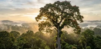 O segredo biológico da árvore que vale uma fortuna e o alerta sobre o mito que envolve sua proibição definitiva Esta fotografia aérea de estilo documental captura a imponência da Swietenia macrophylla (mogno-brasileiro) como uma árvore emergente que domina o dossel da floresta amazônica. A composição cinematográfica utiliza uma iluminação de fundo (backlight) proveniente do sol nascente, que atravessa a névoa matinal e cria uma atmosfera etérea com raios de luz visíveis (crepuscular rays). A paleta de cores é dominada por tons ricos de verde-folha, marrons profundos do tronco texturizado e o dourado suave do amanhecer que reflete na névoa e nas águas do rio ao fundo. Tecnicamente, a imagem apresenta uma profundidade de campo que mantém a árvore central em foco nítido, revelando detalhes das bromélias e orquídeas que habitam seu tronco, enquanto o horizonte distante se dissipa suavemente na neblina, garantindo uma estética fotorrealista de alta fidelidade ideal para arquivos de história natural e SEO editorial