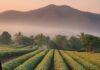 Regra antidesmatamento da UE pode barrar pequenos cafeicultores brasileiros Ilustração de cafezal ao amanhecer com montanhas ao fundo