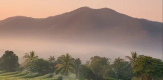 Regra antidesmatamento da UE pode barrar pequenos cafeicultores brasileiros Ilustração de cafezal ao amanhecer com montanhas ao fundo