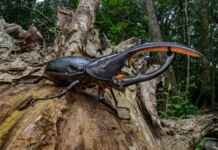 Como o betacaroteno do tucumã protege a fauna silvestre e impulsiona a gastronomia regional sustentável nas comunidades do Pará