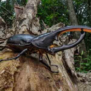 Como o betacaroteno do tucumã protege a fauna silvestre e impulsiona a gastronomia regional sustentável nas comunidades do Pará