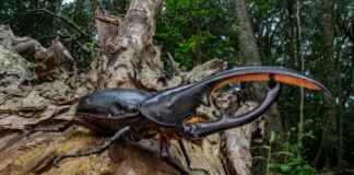 Como o betacaroteno do tucumã protege a fauna silvestre e impulsiona a gastronomia regional sustentável nas comunidades do Pará Como o betacaroteno do tucumã protege a fauna silvestre e impulsiona a gastronomia regional sustentável nas comunidades do Pará