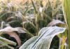 Embrapa lança projeto para antecipar secas e geadas na agricultura Geada sobre folha de milho em lavoura, exemplo de risco climático na agricultura