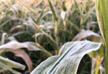 Embrapa lança projeto para antecipar secas e geadas na agricultura Geada sobre folha de milho em lavoura, exemplo de risco climático na agricultura