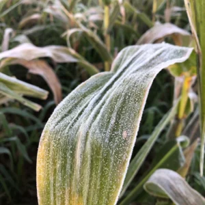 Embrapa lança projeto para antecipar secas e geadas na agricultura Geada sobre folha de milho em lavoura, exemplo de risco climático na agricultura