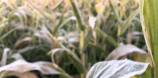 Embrapa lança projeto para antecipar secas e geadas na agricultura Geada sobre folha de milho em lavoura, exemplo de risco climático na agricultura