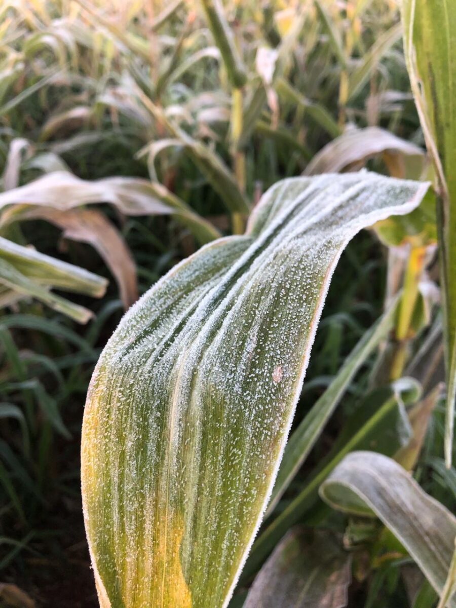 Geada sobre folha de milho em lavoura, exemplo de risco climático na agricultura