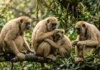 Um raro comportamento social escondido nas florestas brasileiras revela por que o maior primata das Américas evita conflitos violentos Uma fotografia de vida selvagem de padrão documental e apelo cinematográfico, capturando a interação pacífica de uma família de muriquis-do-norte (Brachyteles hypoxanthus) na canópia da Mata Atlântica. A composição utiliza uma perspectiva horizontal que preenche o quadro com a dinâmica social dos primatas, destacando o comportamento de afeição e cuidado mútuo (grooming). A luz suave da manhã penetra a densa folhagem, criando uma atmosfera etérea e minimizando sombras duras, o que acentua a textura sedosa e volumétrica da pelagem bege-clara dos animais. Capturada digitalmente com os parâmetros de uma lente telefoto premium, a imagem exibe uma profundidade de campo perfeitamente controlada, mantendo os espécimes em foco cirúrgico e isolados contra o fundo verdejante e texturizado por plantas epífitas. Renderizada em qualidade 8K UHD para preservar cada detalhe de expressão e ambiente