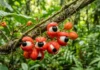 Um fruto que parece observar a floresta esconde o segredo de uma tradição ancestral preservada no coração da Amazônia Uma fotografia macro com qualidade cinematográfica capturando a essência exótica da flora amazônica através de frutos de guaraná (Paullinia cupana) em perfeito estado de maturação. A imagem, apresentada no arquivo watermarked_img_2959215577990621582.png, destaca o contraste marcante entre o vermelho vibrante das cascas rompidas, a pureza do arilo branco e o brilho negro das sementes, que criam a célebre ilusão de ótica de olhos humanos observando o ambiente. O vime principal corta a cena diagonalmente, revelando texturas orgânicas ricas e detalhes minuciosos, enriquecidos por delicadas gotículas de orvalho matinal. A escolha técnica de uma abertura ampla resulta em uma profundidade de campo curtíssima, isolando o assunto principal contra um fundo de folhagens tropicais com um efeito bokeh suave e natural. A luz difusa da manhã penetra a copa das árvores, eliminando sombras duras e realçando a saturação natural das cores primárias presentes na composição