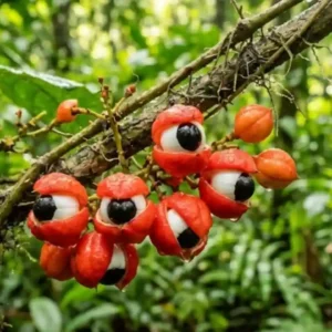 Um fruto que parece observar a floresta esconde o segredo de uma tradição ancestral preservada no coração da Amazônia Uma fotografia macro com qualidade cinematográfica capturando a essência exótica da flora amazônica através de frutos de guaraná (Paullinia cupana) em perfeito estado de maturação. A imagem, apresentada no arquivo watermarked_img_2959215577990621582.png, destaca o contraste marcante entre o vermelho vibrante das cascas rompidas, a pureza do arilo branco e o brilho negro das sementes, que criam a célebre ilusão de ótica de olhos humanos observando o ambiente. O vime principal corta a cena diagonalmente, revelando texturas orgânicas ricas e detalhes minuciosos, enriquecidos por delicadas gotículas de orvalho matinal. A escolha técnica de uma abertura ampla resulta em uma profundidade de campo curtíssima, isolando o assunto principal contra um fundo de folhagens tropicais com um efeito bokeh suave e natural. A luz difusa da manhã penetra a copa das árvores, eliminando sombras duras e realçando a saturação natural das cores primárias presentes na composição